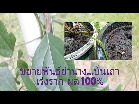 EP7| ขยายพันธุ์ย่านางแบบชำเถา บั่นเถาเร่งรากผล 100%