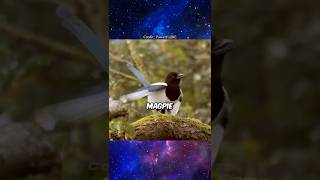 This Bird Solved a PHYSICS Problem 🤯💧 w/ Neil deGrasse Tyson