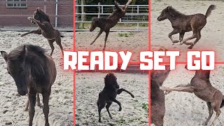 Ready Set Go! Practice for Mario kart... Could Uniek participate? | Friesian Horses