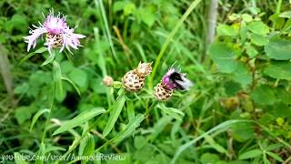 Bee and Flowers by AnimalsReview 3,248 views 5 years ago 51 seconds