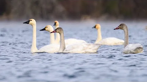 Tundra Swans--Magical!