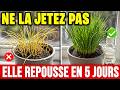 VOTRE CIBOULETTE JAUNIT! Un bouchon de vinaigre la relance en cinq jours — sans la remplacer.