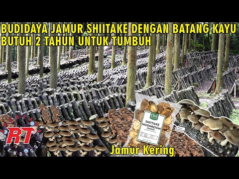 Video: Dari manakah cendawan shiitake berasal?