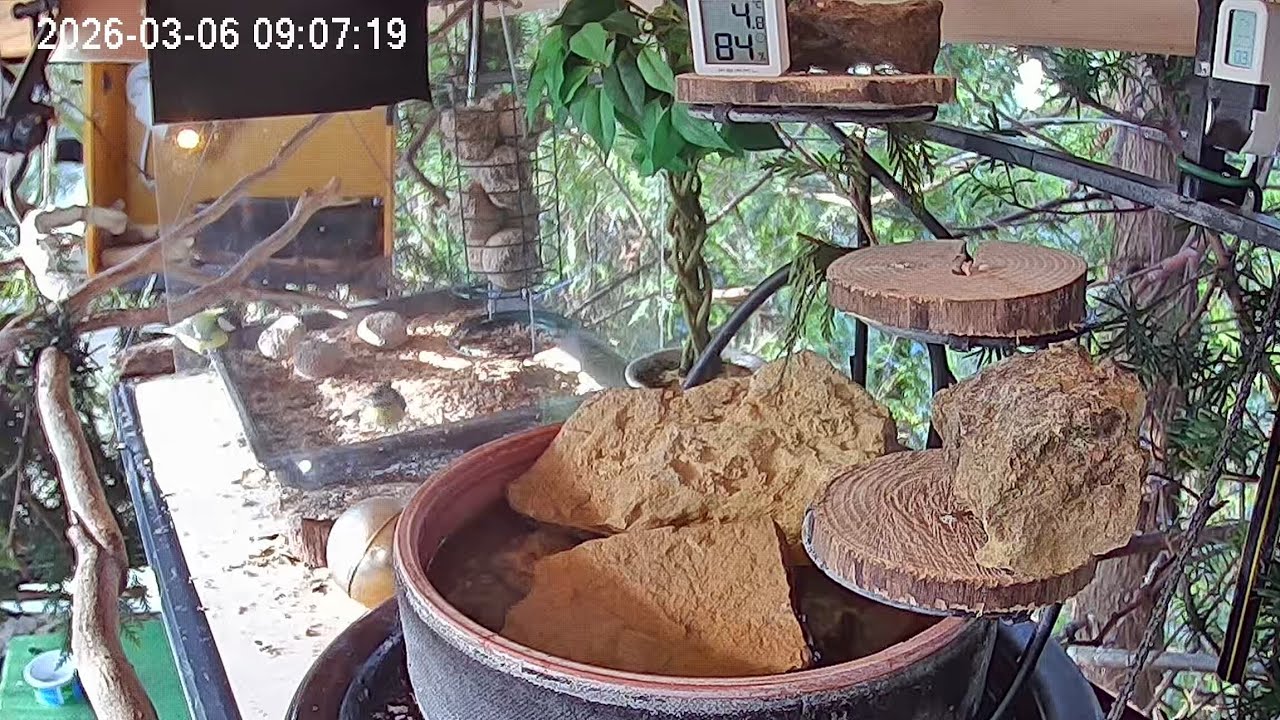 Ruhiger Morgen am Vogel-Spa (06.03.2026)