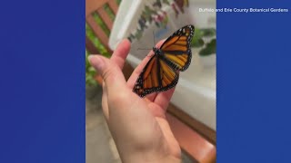 Butterfly experience at Botanical Gardens