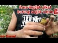 Pikat burung kolibri sogok ontong / sogon MANTAB