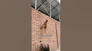 الكلب البلجيكي يحلق في السماء 