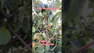 Сосновская - самая урожайная хурма
