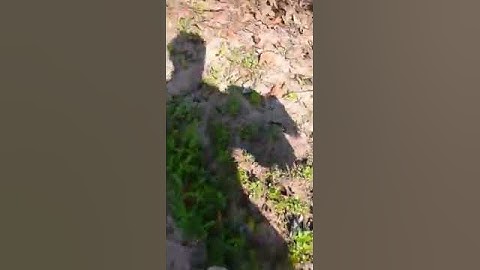 Amazing Quick Bird Trap From Cans System Bird Trap, Bird Trap Are Effective, Easy Best Bi