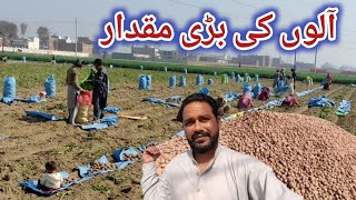 Potato harvesting in Punjab Pakistan | village vlog | Adeel Shafique Vlog