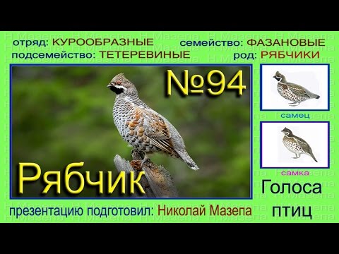 рябчик птица фото