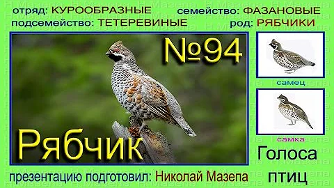 Рябчик. Голоса птиц