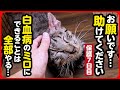 【緊急保護】この子のためにできることは全てやります