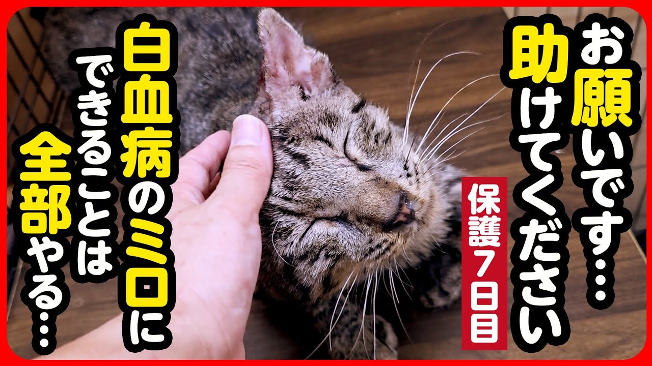 Emergency Rescue] I will do everything I can for this little one