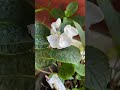 Seaside Serenade Glacier Bay Hydrangea (Hydrangea macrophylla) in Cyd’s container garden! #Zone8a