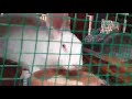 Commercial Rabbit Farming Kicks off at MLinza Farms