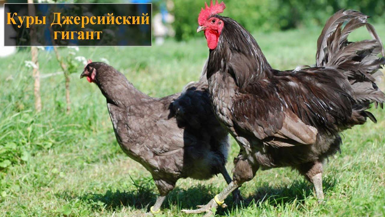 Порода кур джерсийский гигант - YouTube