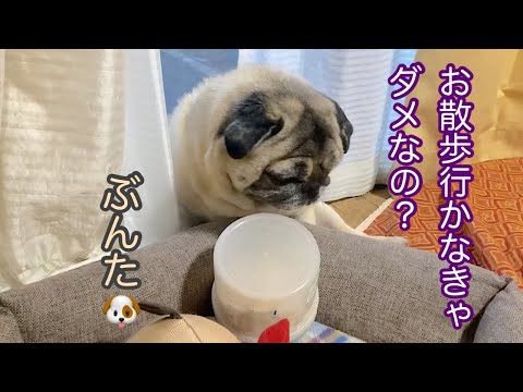 パグ走りおパグさん：フォーンver.（RUN PUG RUN） パグ走りお