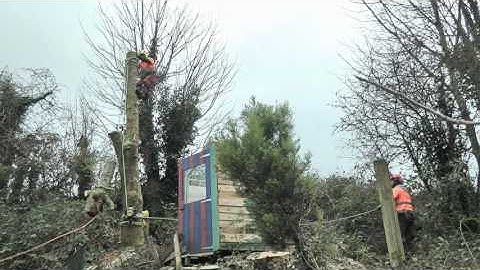 Tree Removal Limerick