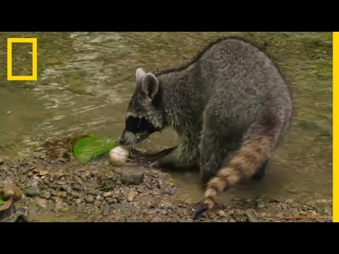 Vidéo: Quand les ratons laveurs mangent-ils ?