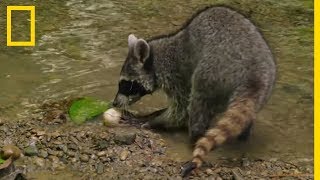 Un raton laveur mange des œufs de crocodile