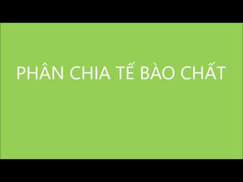 Video: Phân Chia Tế Bào Như Thế Nào