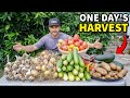 Astonishing Garden Harvest YOU Can Do This Too Astonishing Garden Harvest YOU Can Do This Too
