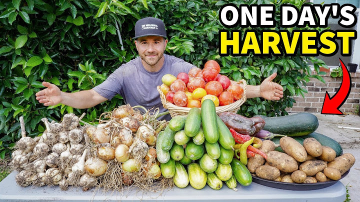 Astonishing Garden Harvest, Here's How I Did It!