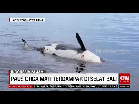 Video: Mahkamah Untuk Memutuskan Apakah Paus SeaWorld Adalah 'Budak' Yang Haram