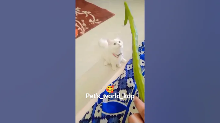 Video 11243891: persian cat playing
