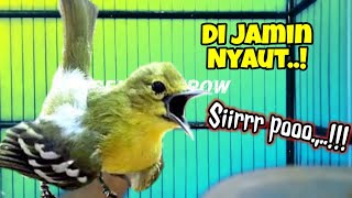 Sirtu gacor terbukti ampuh untuk memancing emosi dan birahi lawan