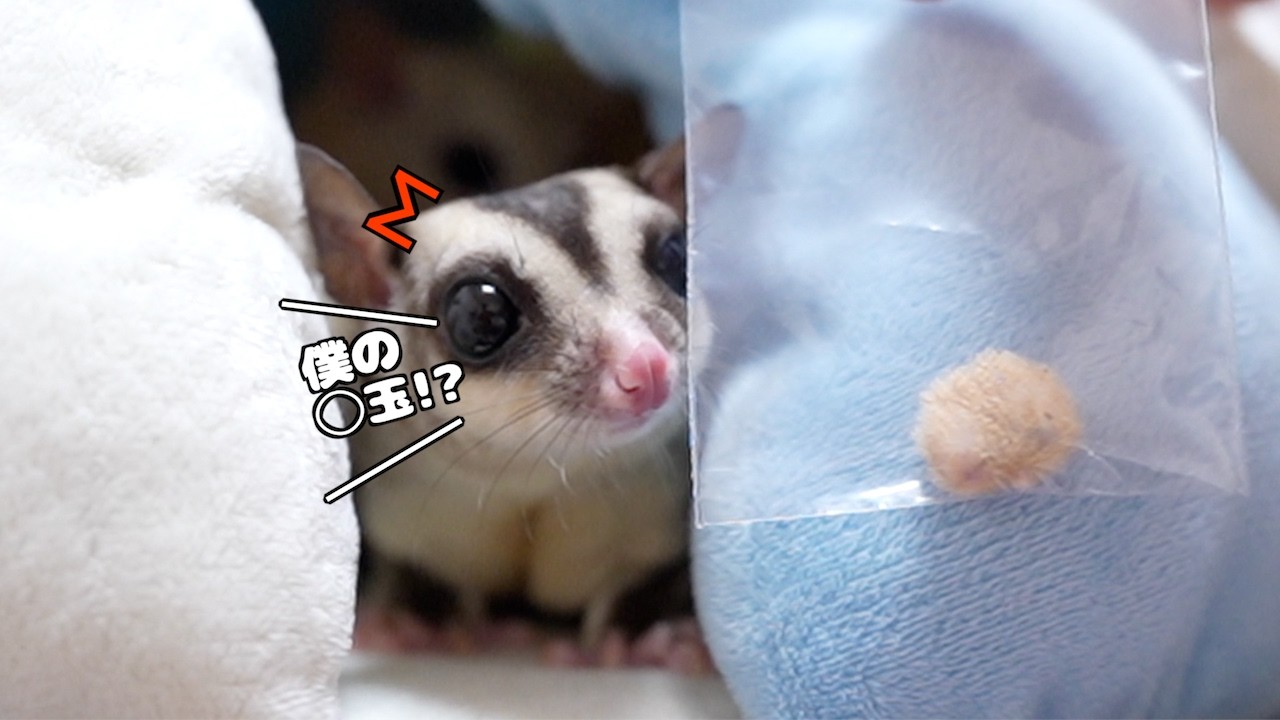 りく君の去勢手術を行いました