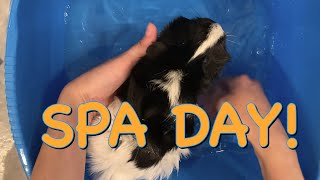 Guinea Pig Spa Day! by Rebecca's Pet Care 204 views 3 years ago 2 minutes, 37 seconds