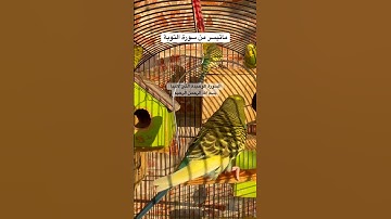 #سورة_التوبة #قرآن #محمد_الفقيه #اليمن #المصحف #العراق #مصر #السعودية #quran #birds #budgies #texas