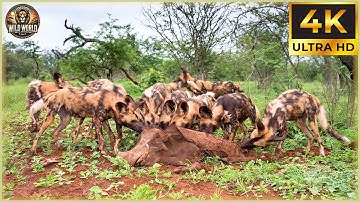 THE AFRICAN WILD DOG: Nature’s Most Ruthless Pack Hunter Unleashed! | Animal Documentary