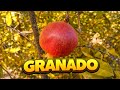 Granado ( Púnica granatum).