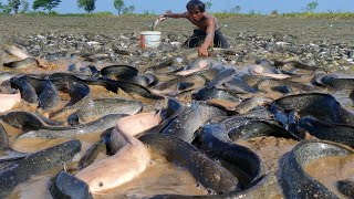 Wow Amazing Fishing Exciting - Catch a Lot of Catfish in Mud Dry Water By Hand