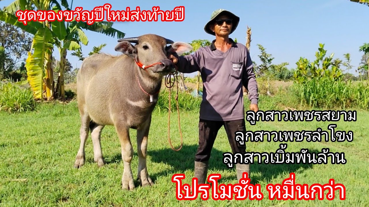 Ep.113 ชุดส่งท้ายปีของขวัญปีใหม่ แม่สาวฟันน้ำนม ลูกสาวเพชรสยาม ลูกสาวเพชรลำโขง ลูกสาวเบิ้มพันล้าน