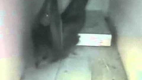 swifts 2015 - a nervous swift arrives in gable box 10