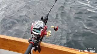 Daiwa Seaborg 500mj amazing electric reel 