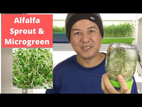 Alfalfa Sprout - Panen dalam 6 hari, Enak, Bergizi Tinggi