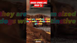 #sussex #spaniel #dog #shortvideo #doglover #dogshorts #dogs #dogtraining #doglife #dogbreeds#shorts
