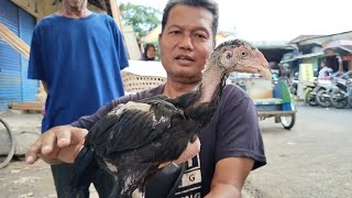 Spiil Price Of 1 Month Old Bangkok Chickens At Sumpiuh Market Banyumas