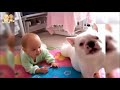【赤ちゃん】ほっこり！癒し、癒され犬たちと【面白】