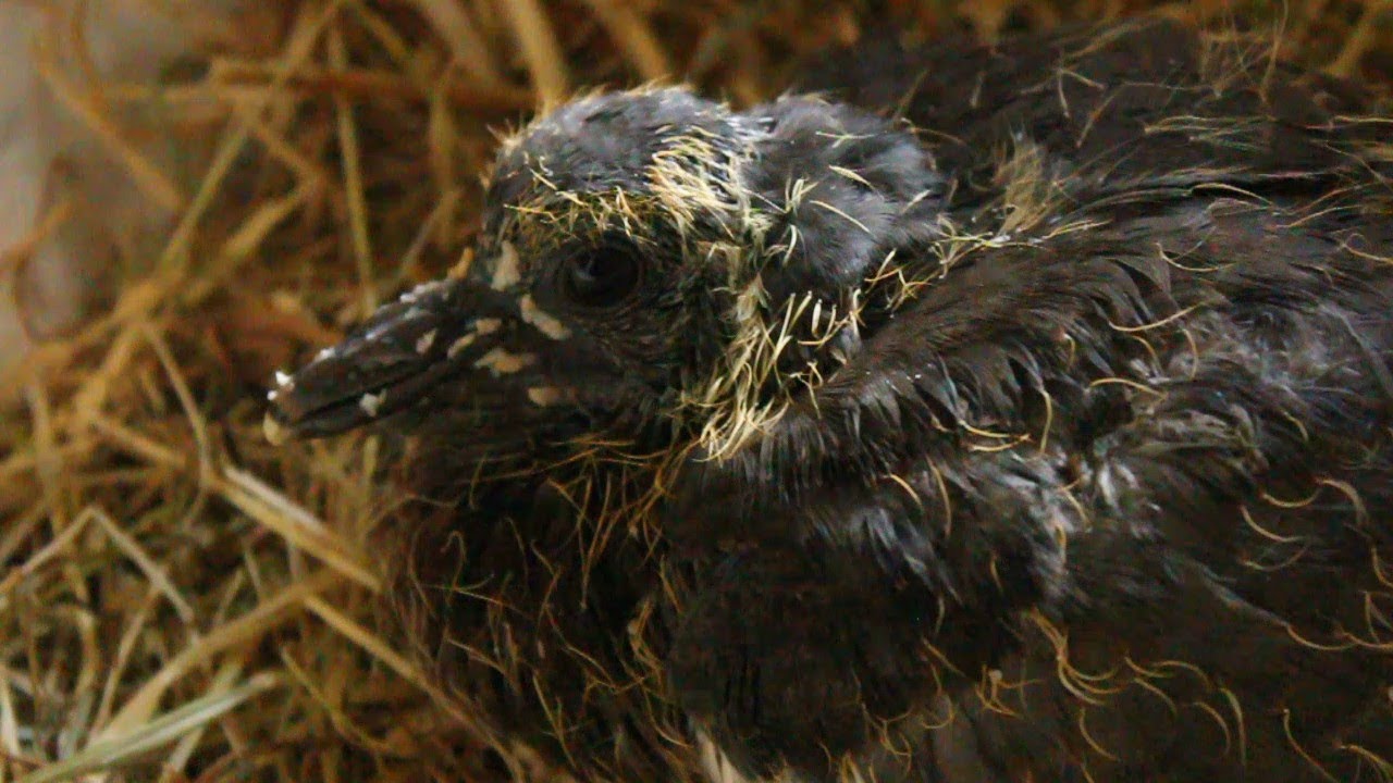 How To Feed A Rescued Baby Pigeon Rescate De Una Paloma Bebe Salvaje Youtube How To Feed A Rescued Baby Pigeon Rescate De Una Paloma Bebe Salvaje Youtube