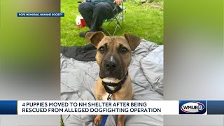 4 puppies moved to NH shelter after being rescued from alleged dog-fighting operation