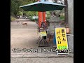 店に人がいなくても鹿さんに鹿せんべい取られないのは何故か #deerpark #animals #奈良公園 #zoo #japantravel #deer #naradeer #cute