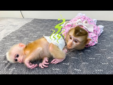 Monkey Kaka asked her mom to change baby monkey Mit&#39;s diaper