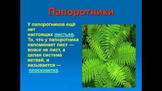 Проект на тему: "Травянистые растения"". Автор: Романов Андрей Проект на тему: "Травянистые растения"". Автор: Романов Андрей