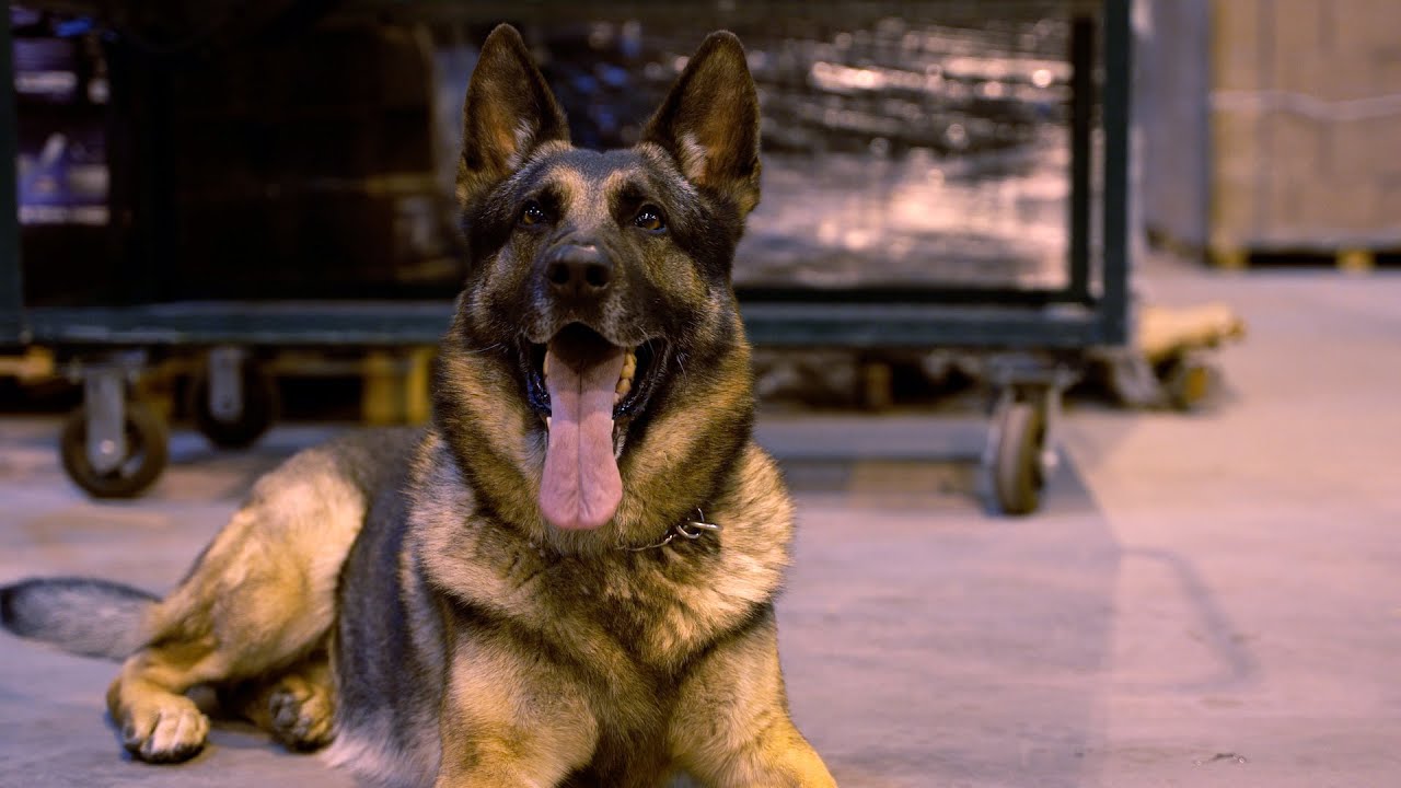 Dispensary Dogs - Unleashed, эпизод 8